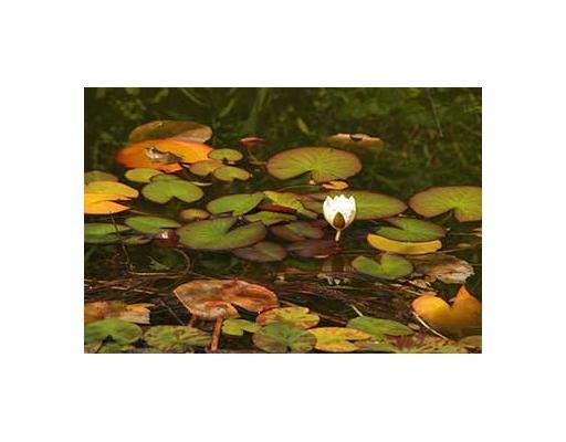 308 Washington Road Waldoboro, ME 04572 - Photo 8 of 19 Yard/Garden. Your own lily pond !!