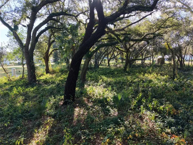 a view of a trees in a yard