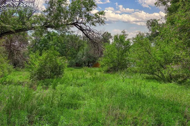 a view of a lush green space