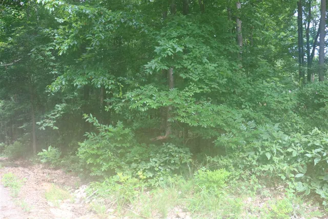 a view of beach and tree