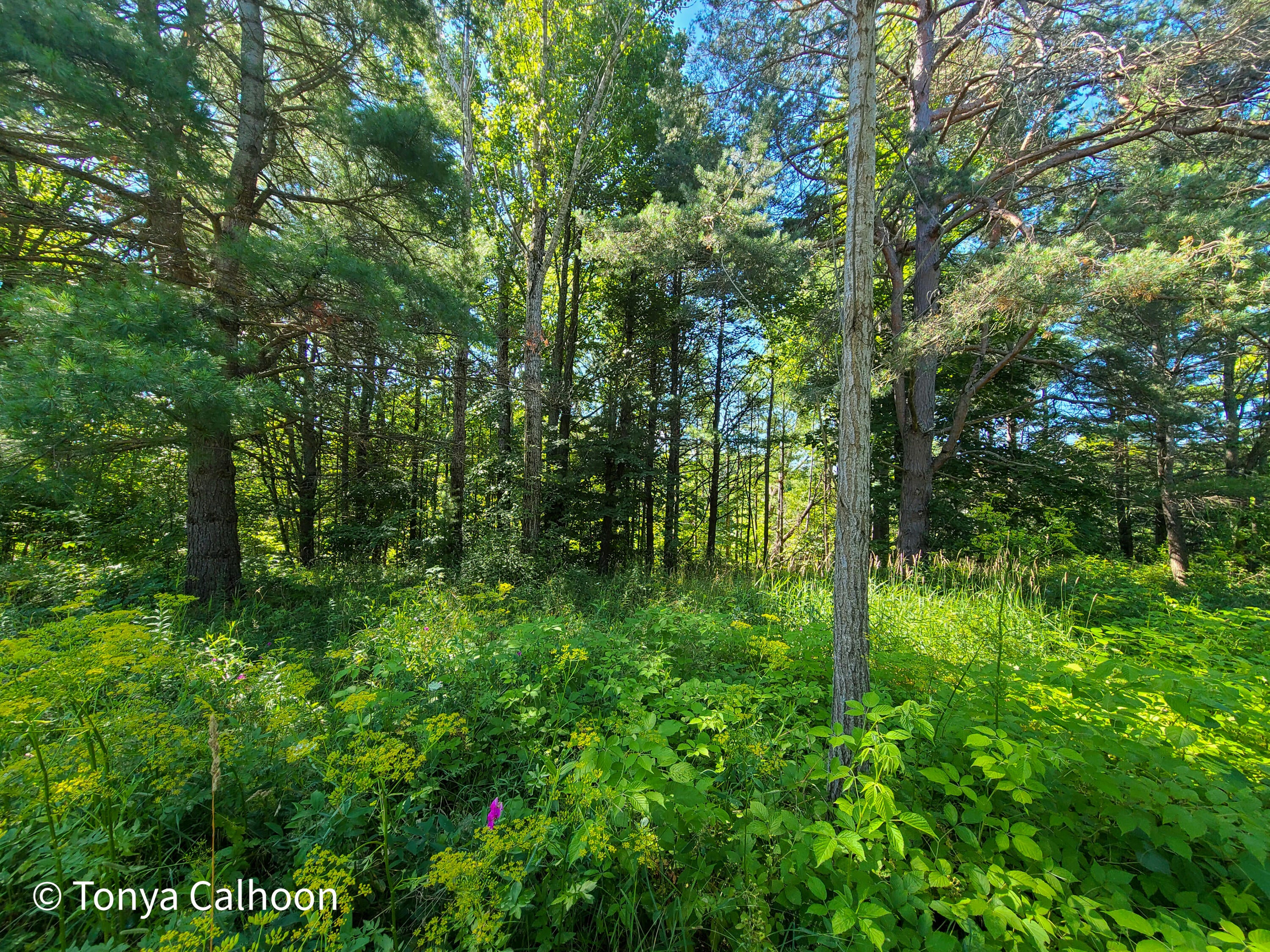 Lot #10 Rivers Ridge Court Cheboygan, MI 49721 - Photo 10 of 12 Gallery Image 10