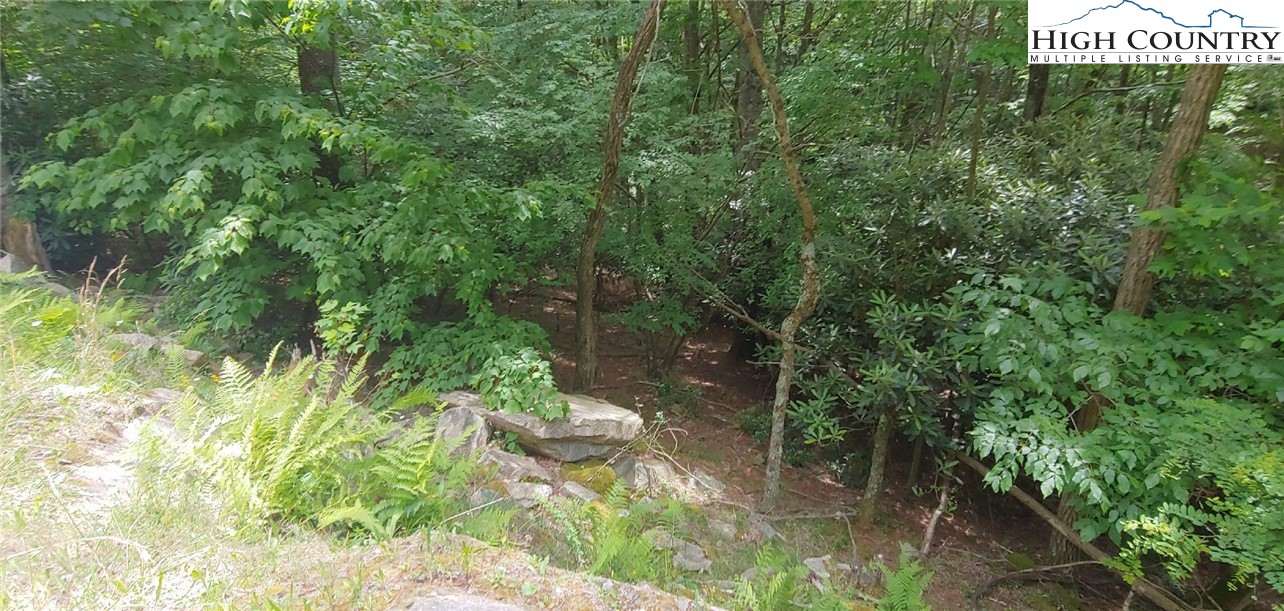 311 Jackpine Road Beech Mountain, NC 28604 - Photo 3 of 7 a view of a yard with plants and tree