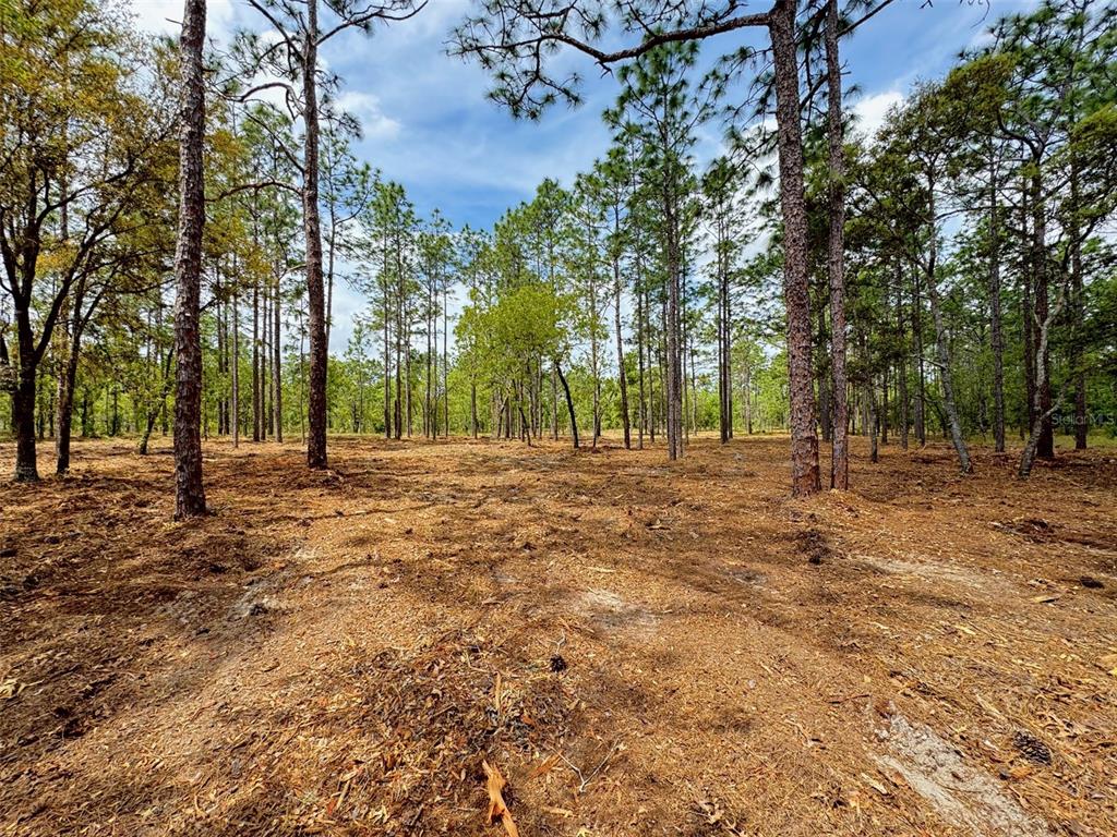 Southwest Deer Park Heights Road Dunnellon, FL 34431 - Photo 3 of 8