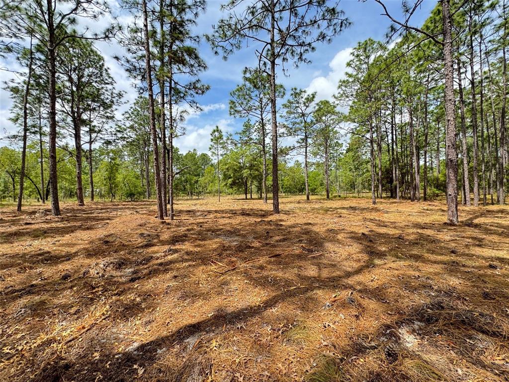 Southwest Deer Park Heights Road Dunnellon, FL 34431 - Photo 4 of 8