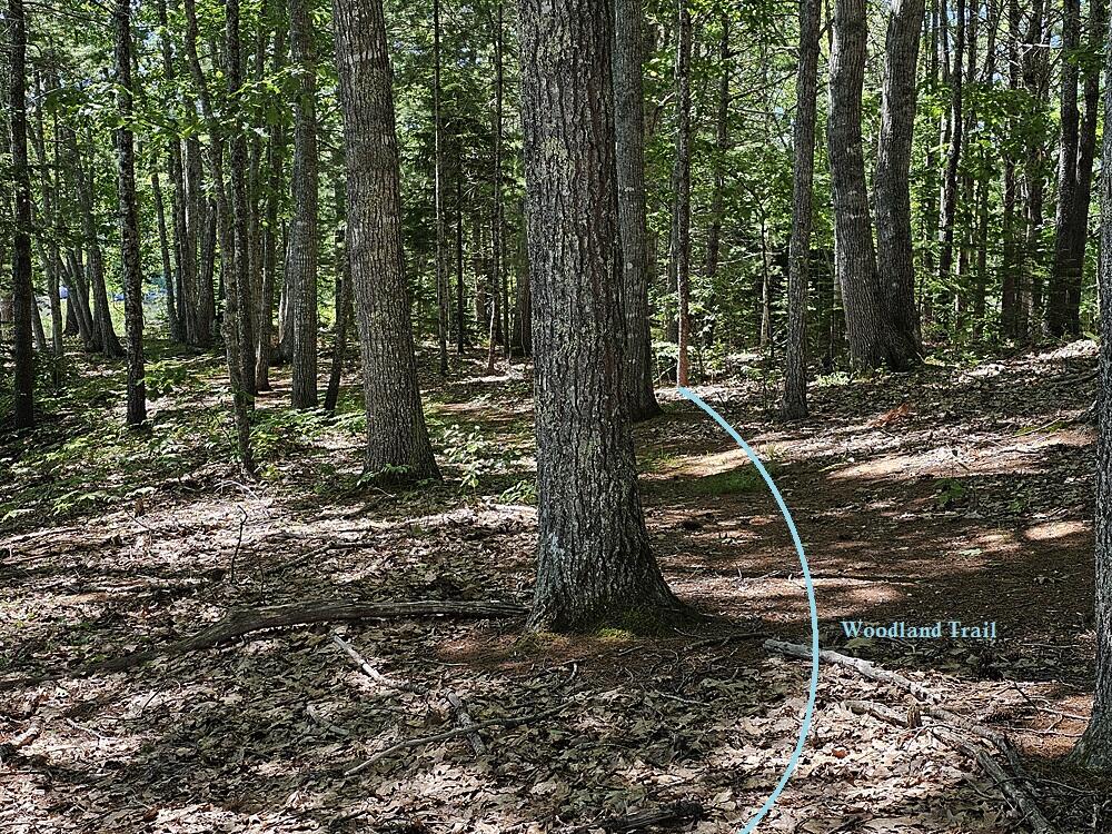 1004 Bremen Road Waldoboro, ME 04572 - Photo 14 of 63 Forest walking Trails