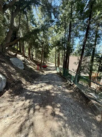 a view of a tree in the middle of a yard