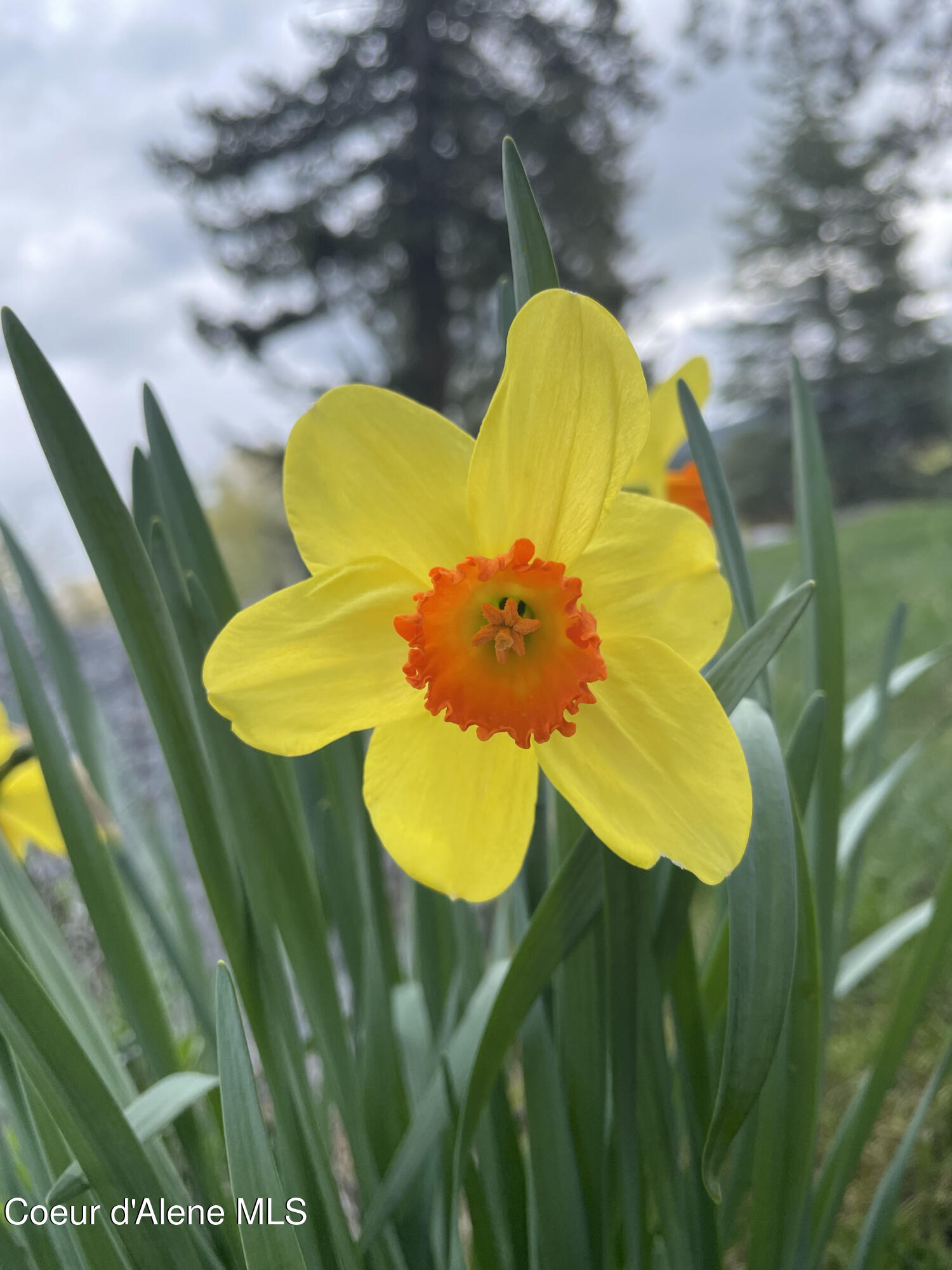 16 Hawkins Road Sagle, ID 83860 - Photo 99 of 110 Daffodil 2