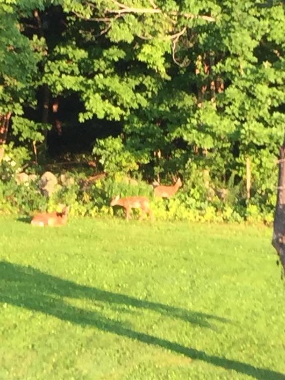 113 Beech Ridge Road York, ME 03909 - Photo 22 of 22 How sweet to see a family of deer in...