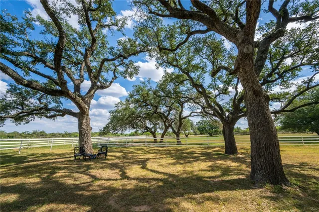 a view of a yard with large trees