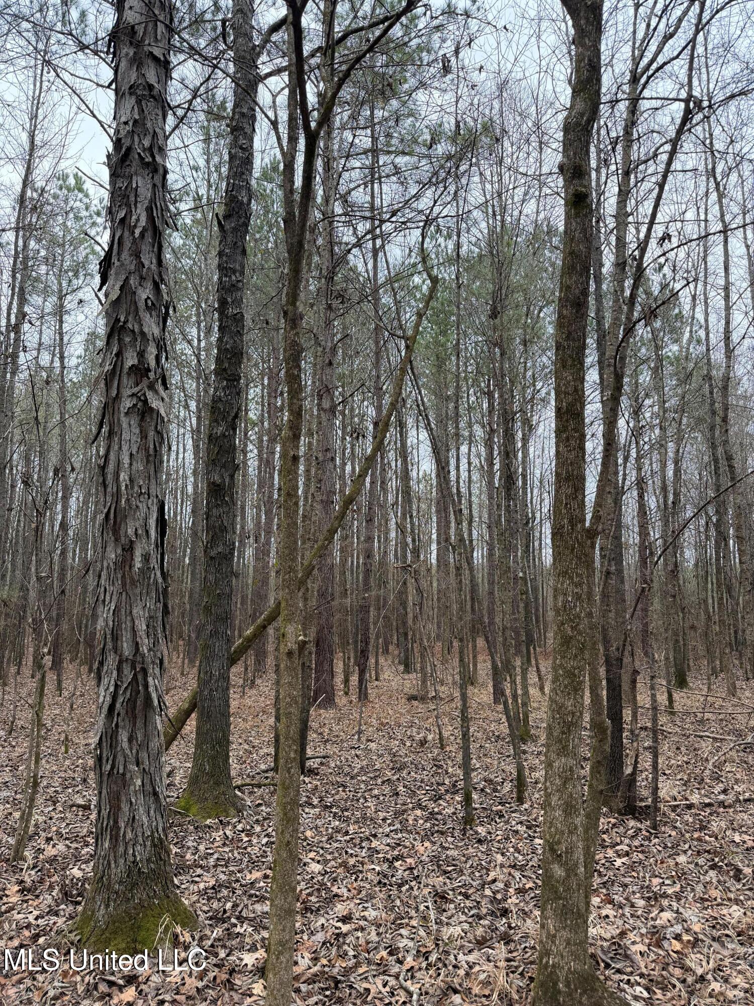Bodka Valley Road Scooba, MS 39358 - Photo 20 of 24 Photo Feb 17 2026, 11 24 56 AM