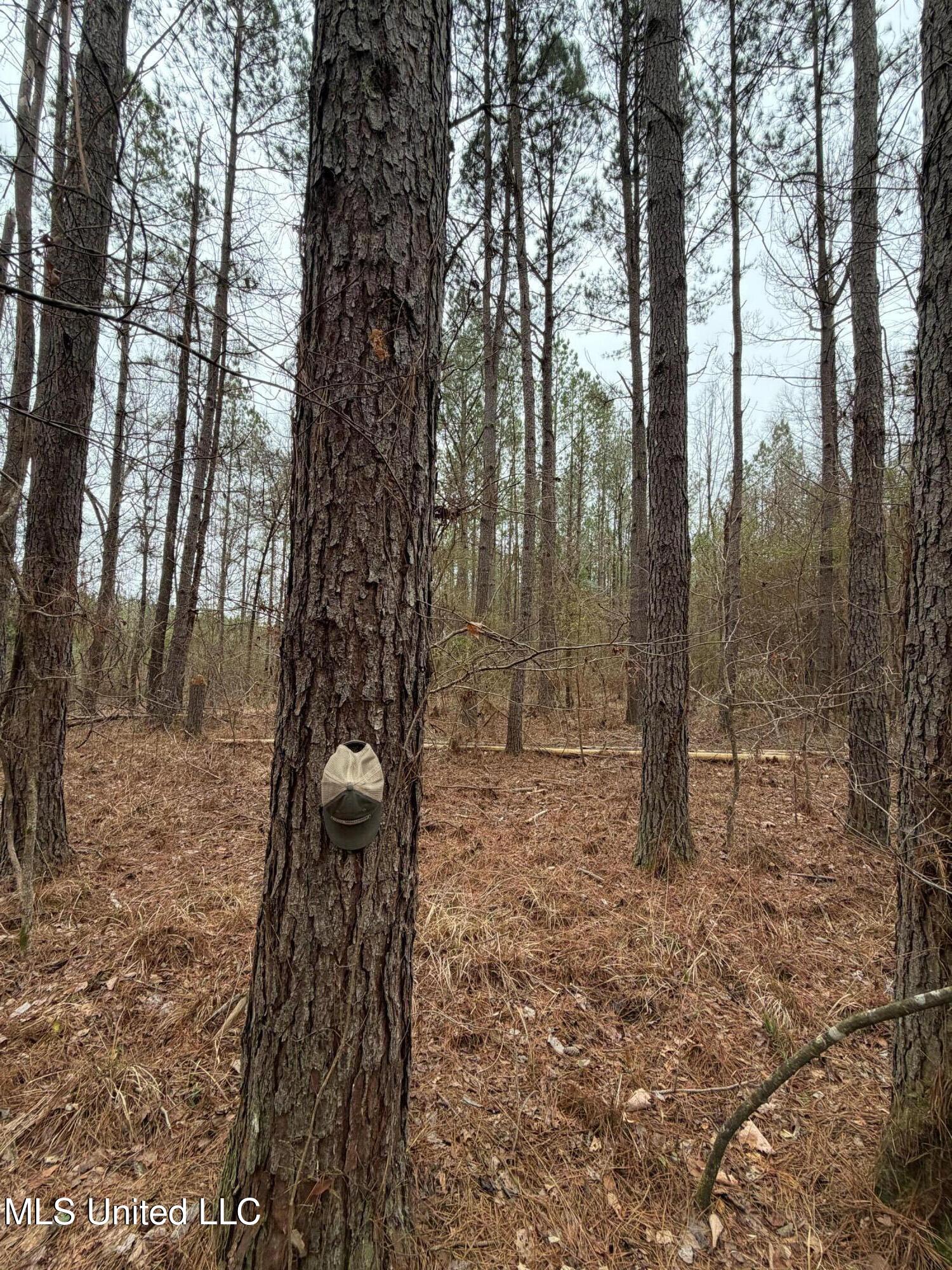 Bodka Valley Road Scooba, MS 39358 - Photo 2 of 24 2 (3)