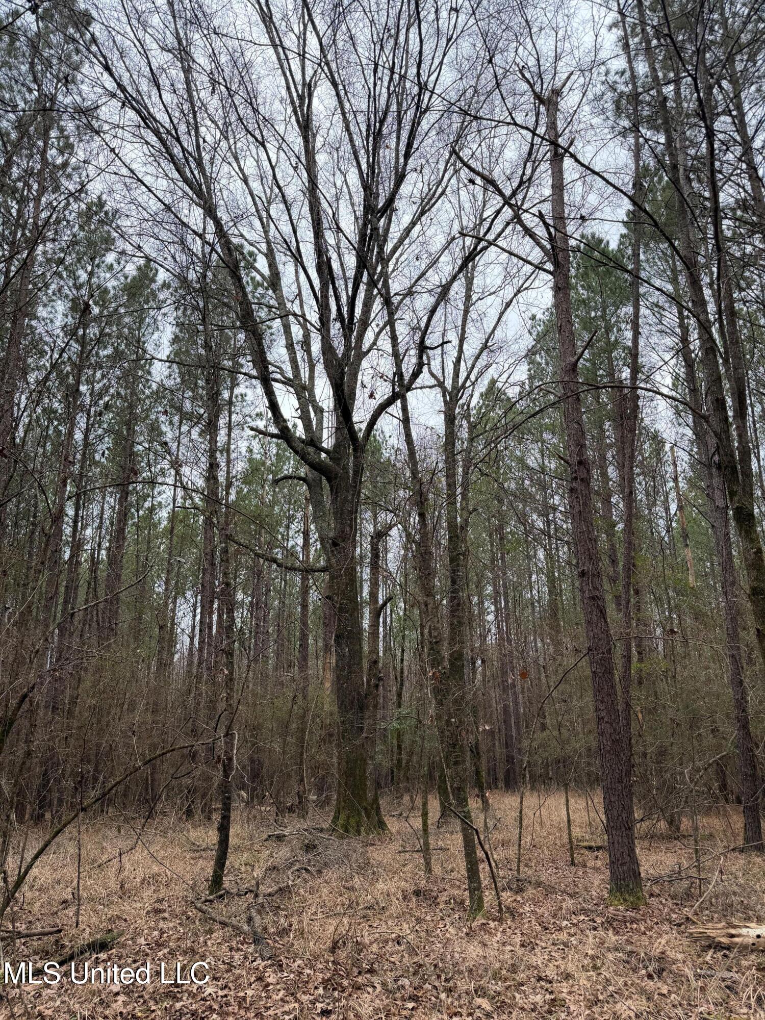 Bodka Valley Road Scooba, MS 39358 - Photo 23 of 24 Photo Feb 17 2026, 11 41 17 AM