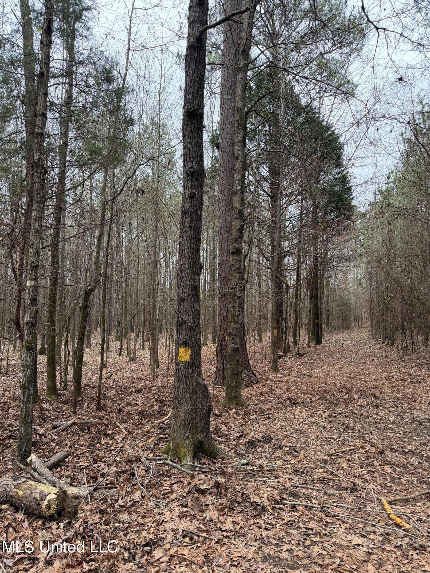 Bodka Valley Road Scooba, MS 39358 - Photo 6 of 24 6 (1)