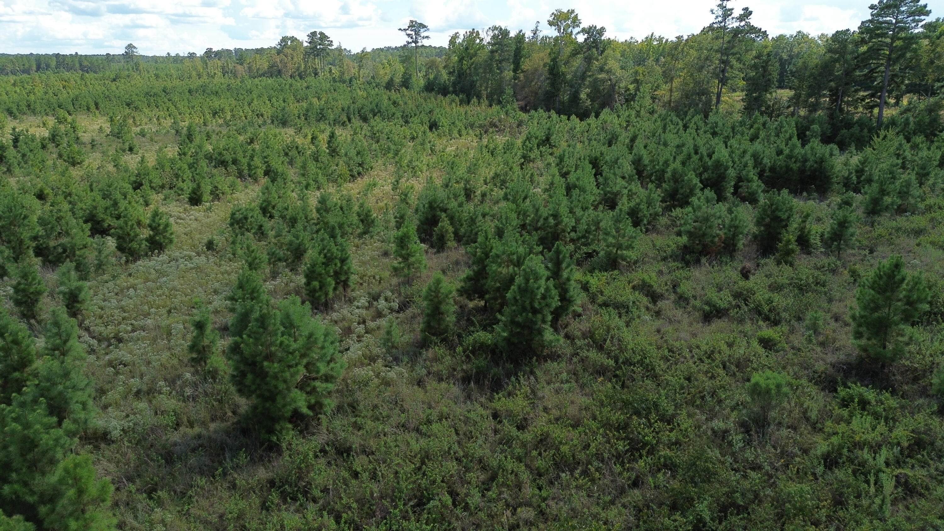 1 Bethel Forest Road Rowesville, SC 29133 - Photo 13 of 23 DJI_0060