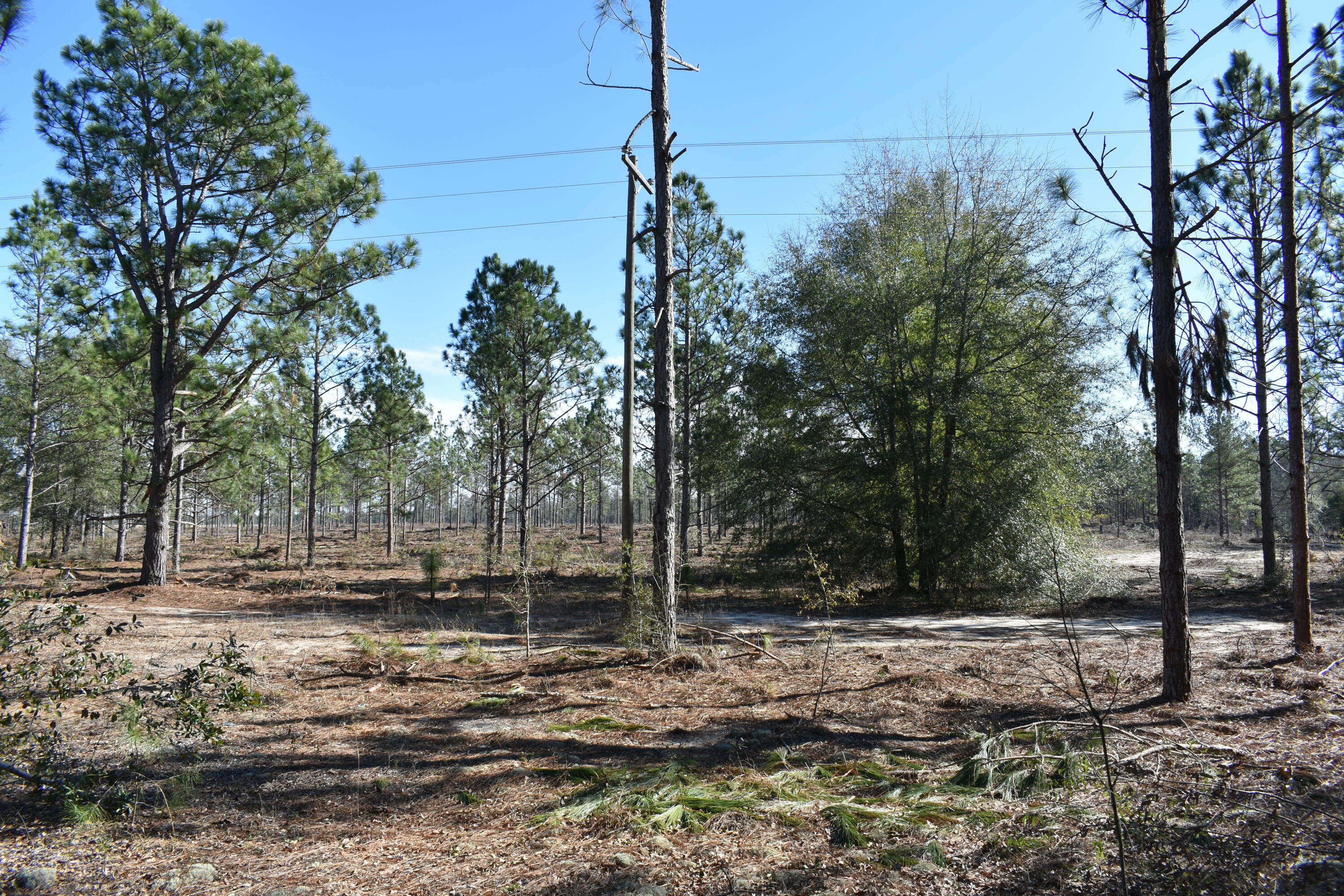 New Lot 1 New Road Windsor, SC 29856 - Photo 4 of 6