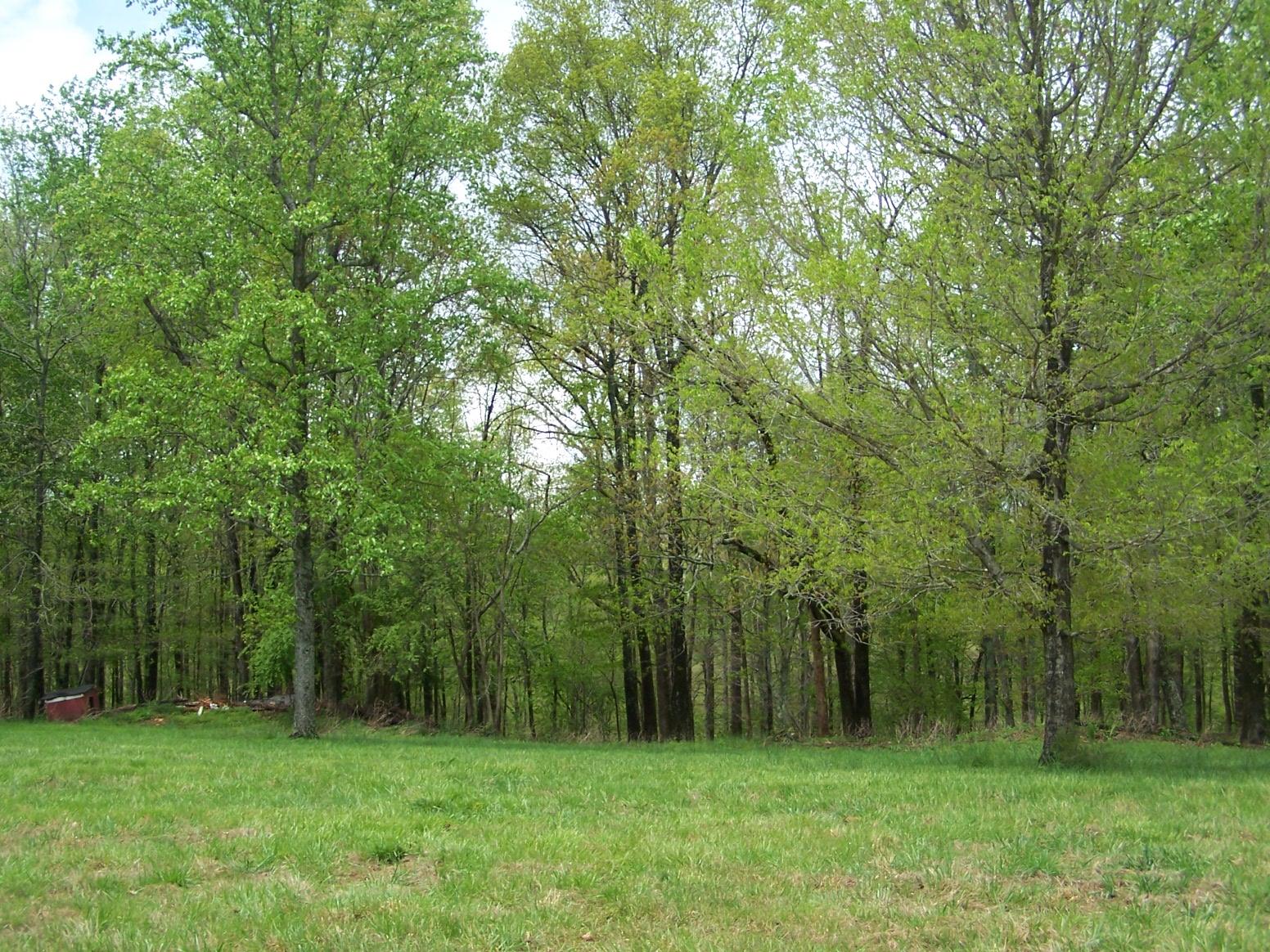 0 Jackson Hollow Road Goodspring, TN 38460 - Photo 5 of 29 a view of a grassy field