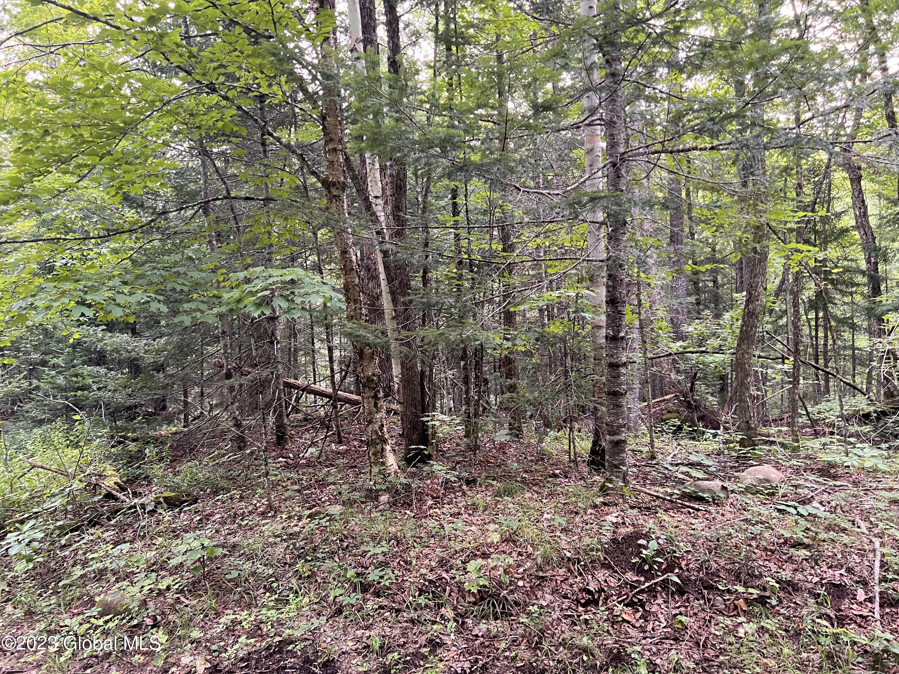 L14.100 Cheney Pond Road Minerva, NY 12851 - Photo 20 of 25 IMG_0479