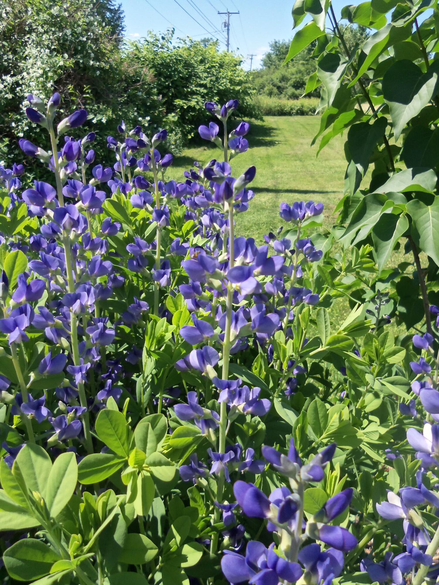 1242 Clinton Avenue Waterville, ME 04901 - Photo 41 of 69 Flower Garedn