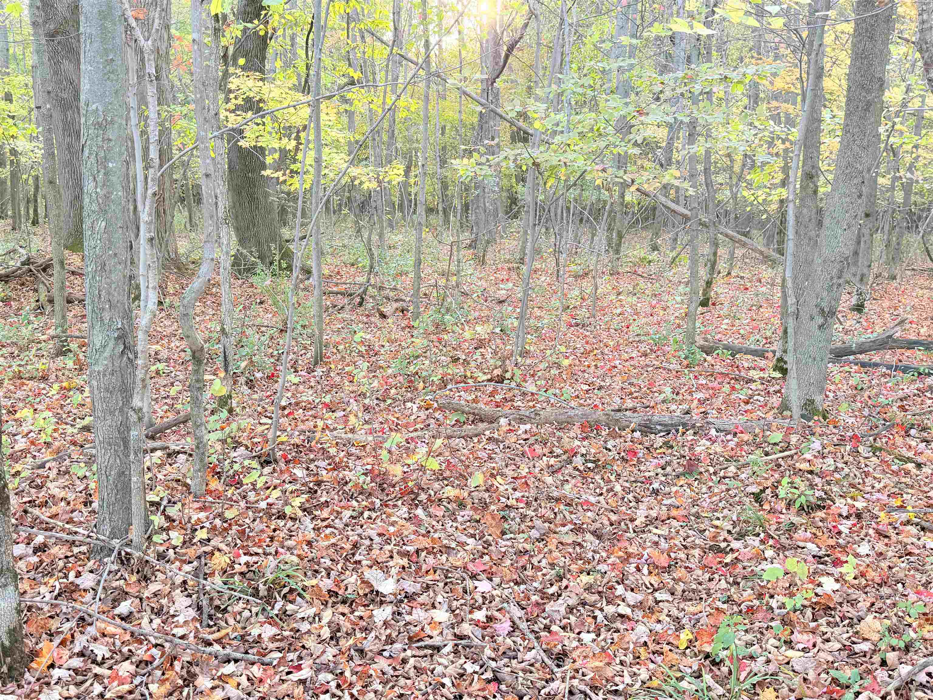 Lot 1 County Road Z Ringle, WI 54471 - Photo 13 of 17