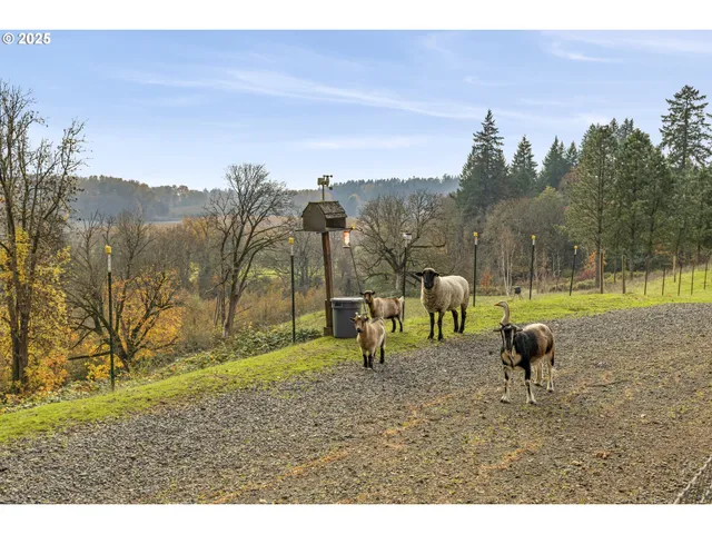 a view of a park with large trees