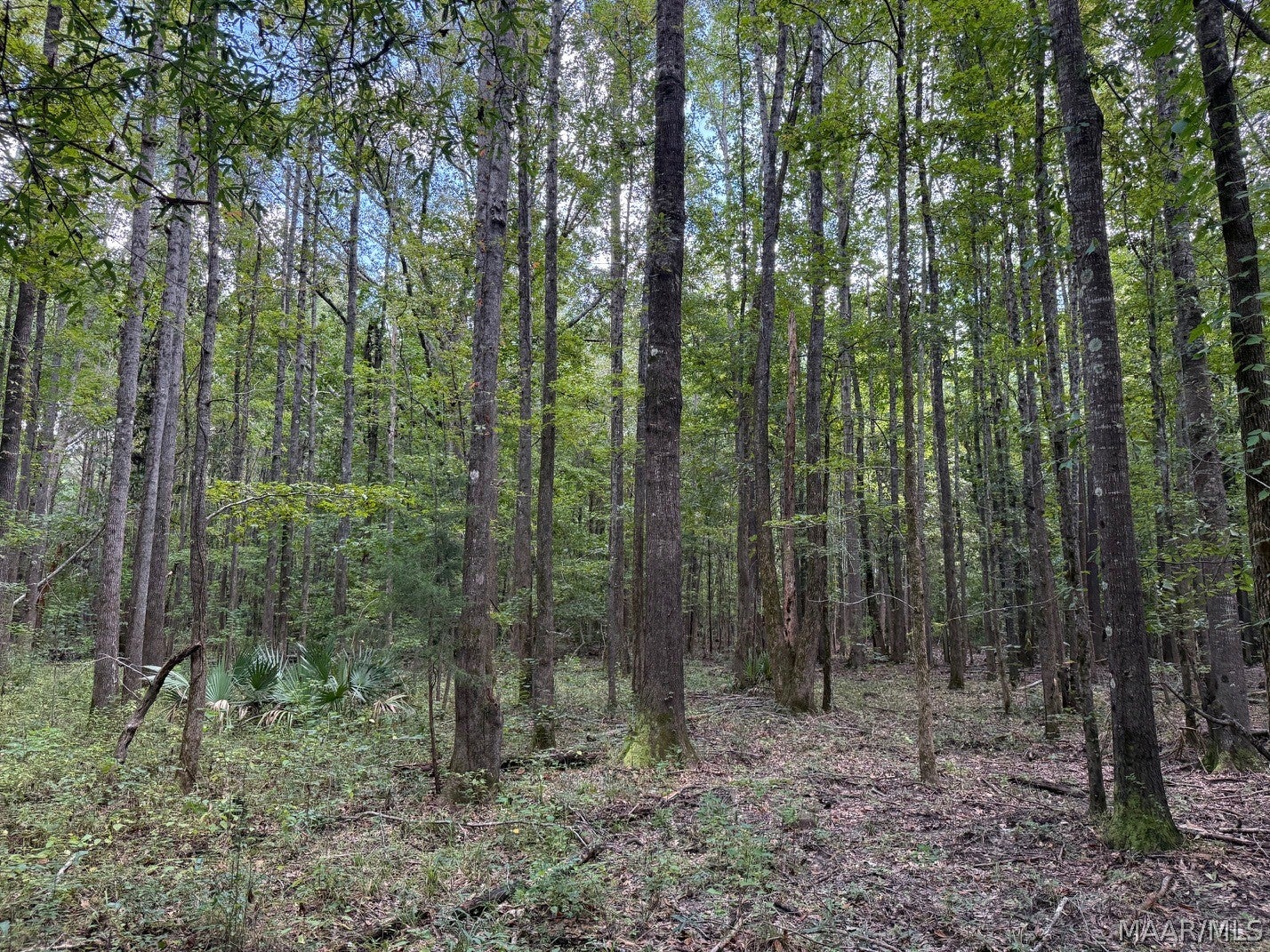 0 County Road 4 Road Fitzpatrick, AL 36029 - Photo 27 of 28 Gallery Image 27