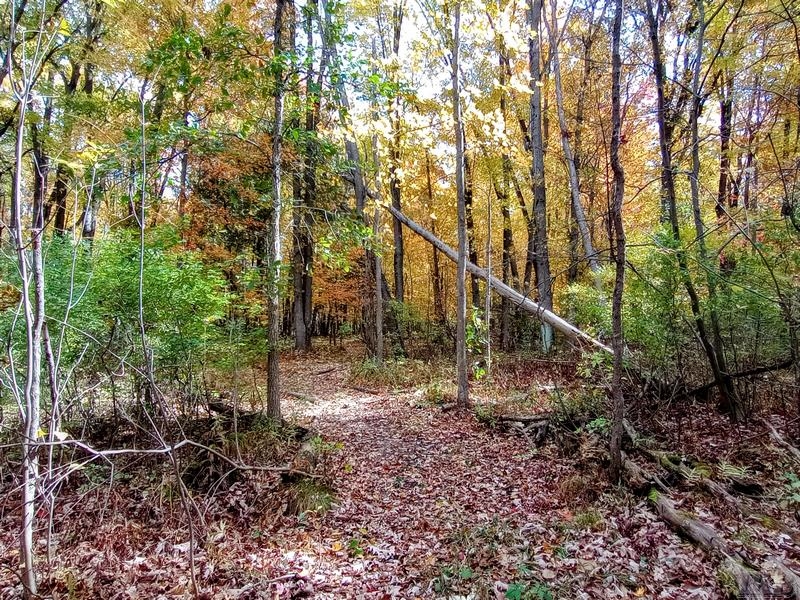 20-acres East Sun Oil Road Gladwin, MI 48624 - Photo 26 of 31 Gallery Image 26