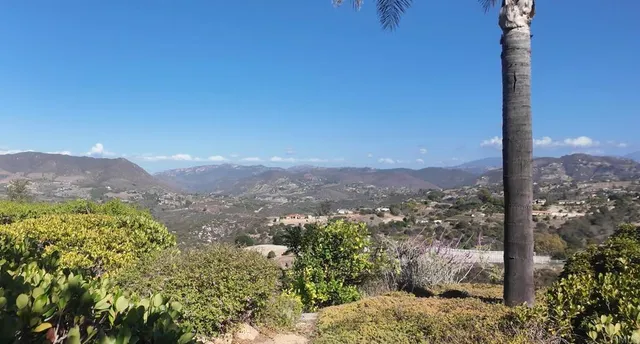 a view of a forest with a tree in the background