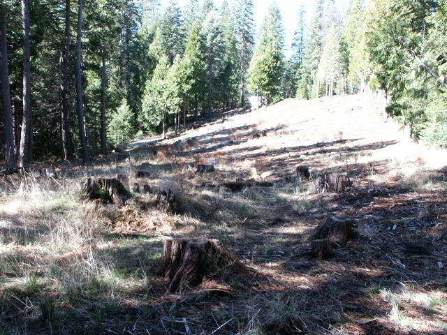 35055 Bailey Creek Road Shingletown, CA 96088 - Photo 7 of 11 land 1