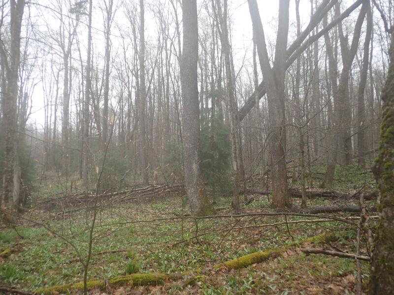 0 Blair Kiln Road Chateaugay, NY 12920 - Photo 18 of 21 Gallery Image 18