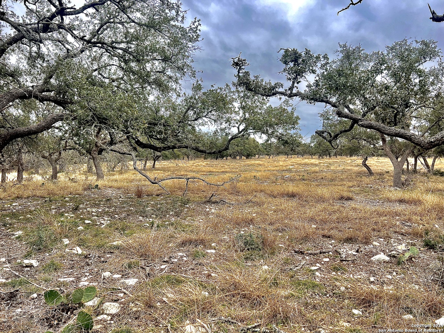 Lot 8 Cattlemans Crossing Kerrville, TX 78028 - Photo 1 of 11 a view of a yard with a tree