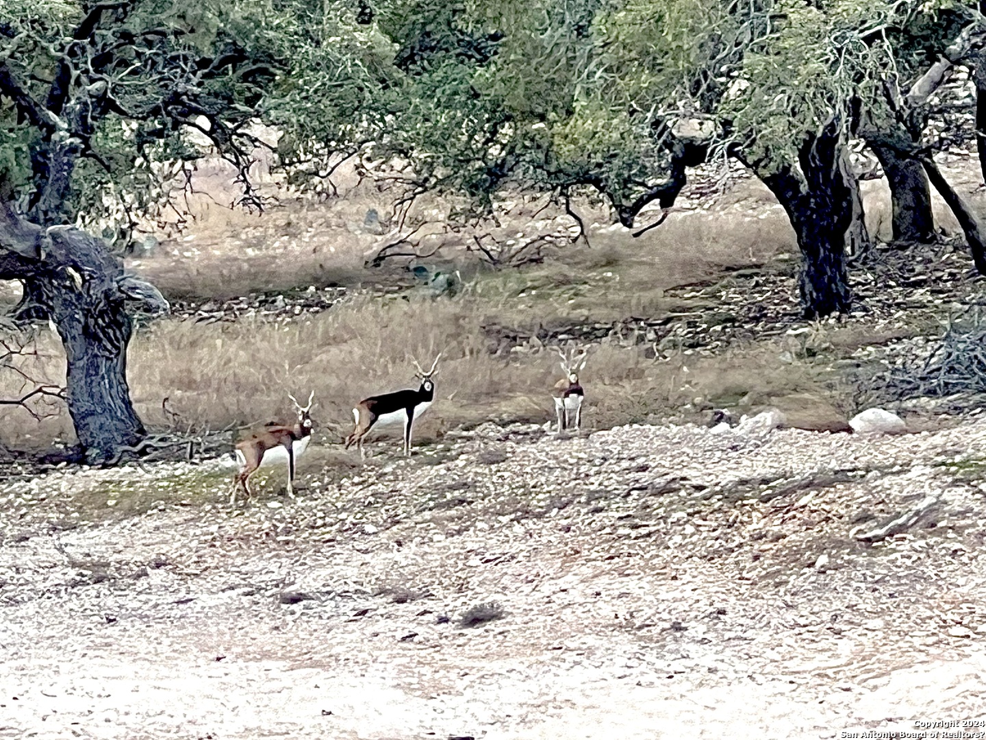 Lot 8 Cattlemans Crossing Kerrville, TX 78028 - Photo 11 of 11 a view of a backyard of a house
