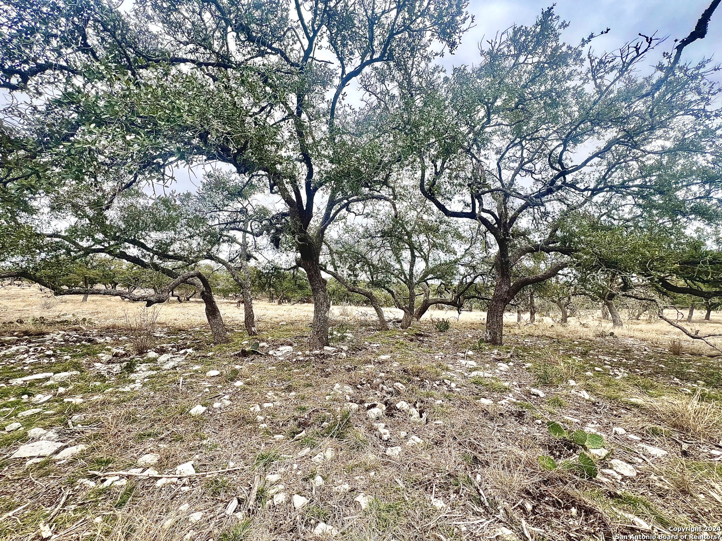 Lot 8 Cattlemans Crossing Kerrville, TX 78028 - Photo 4 of 11 a view of a yard with a tree