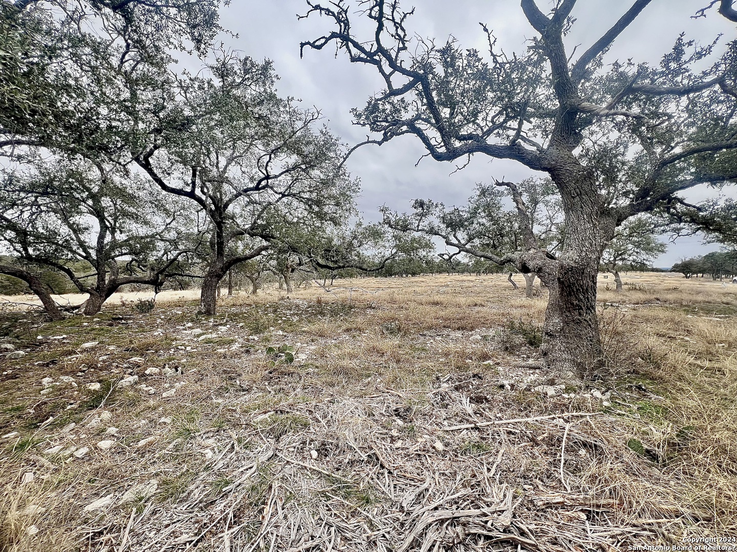 Lot 8 Cattlemans Crossing Kerrville, TX 78028 - Photo 8 of 11 a view of a yard with a tree