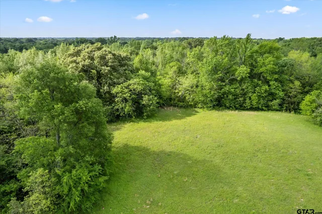 a view of a park with a large trees