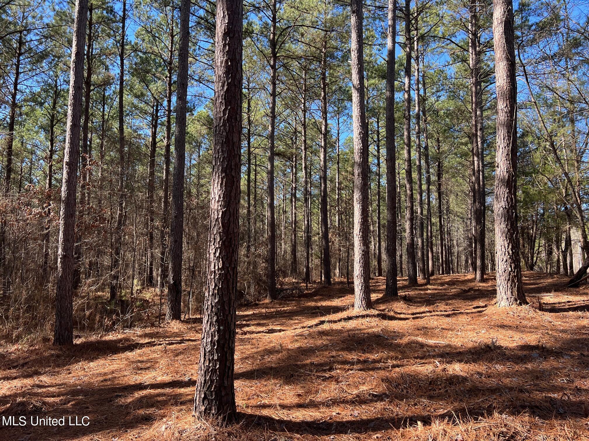 Spring Creek Flora, MS 39071 - Photo 2 of 14 Lot7-1