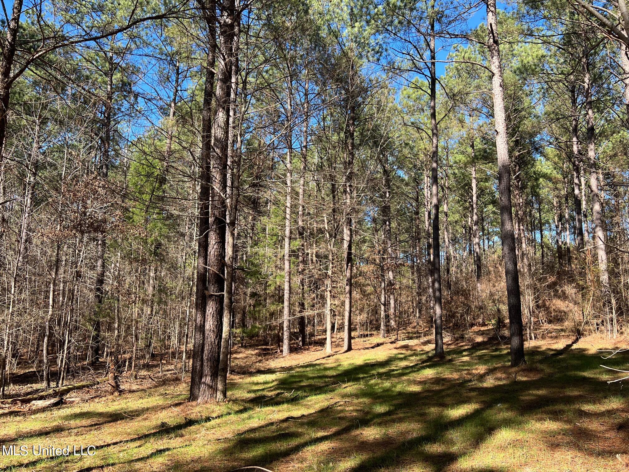 Spring Creek Flora, MS 39071 - Photo 5 of 14 Lot7-4