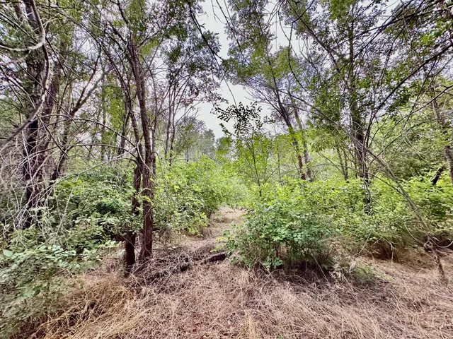 a big yard with lots of green space