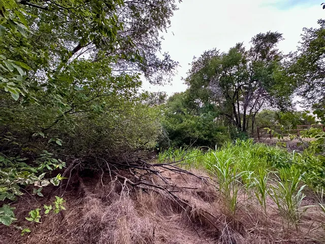 a view of a forest with trees in the background