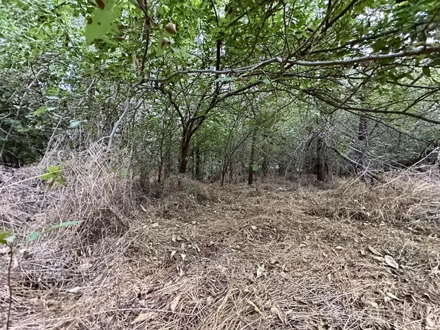 a view of a yard with plants and trees
