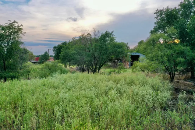 a view of a lush green forest