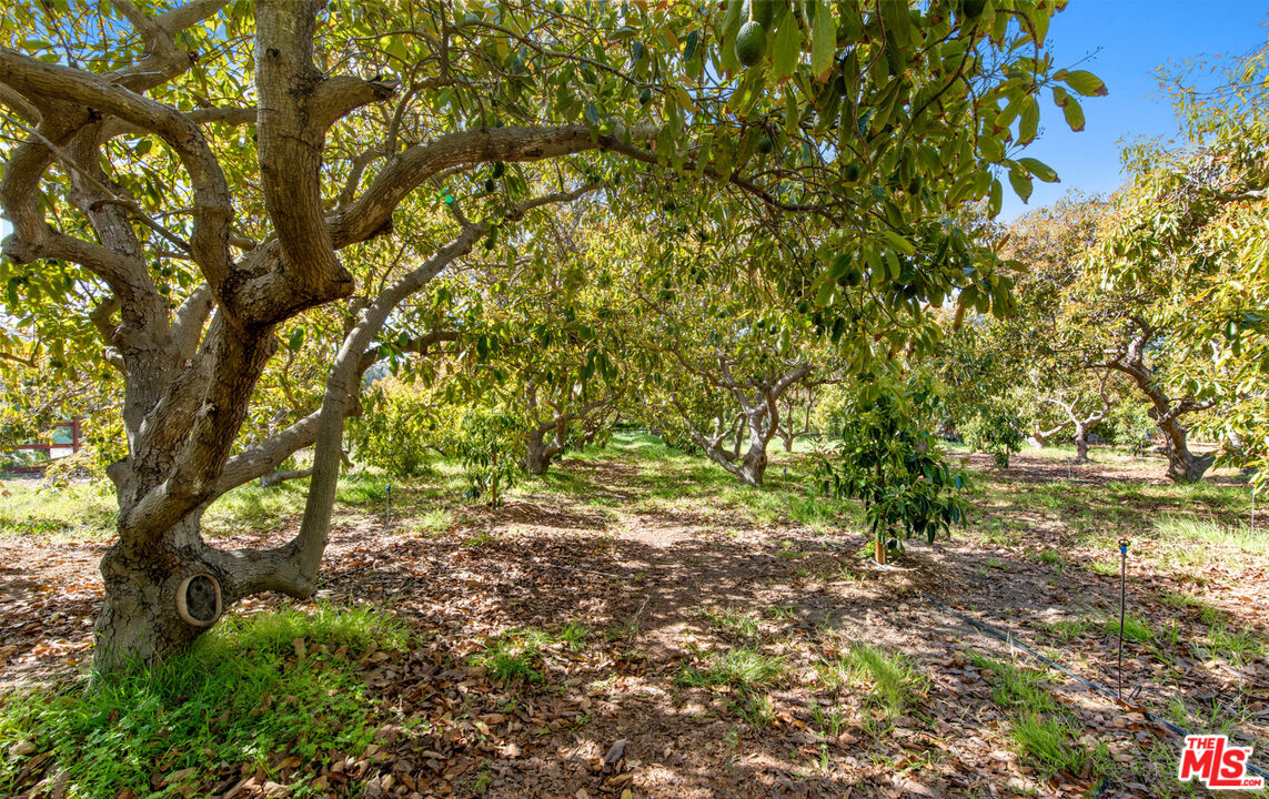 6009 Bonsall Drive Malibu, CA 90265 - Photo 21 of 49 a backyard of a house with lots of green space