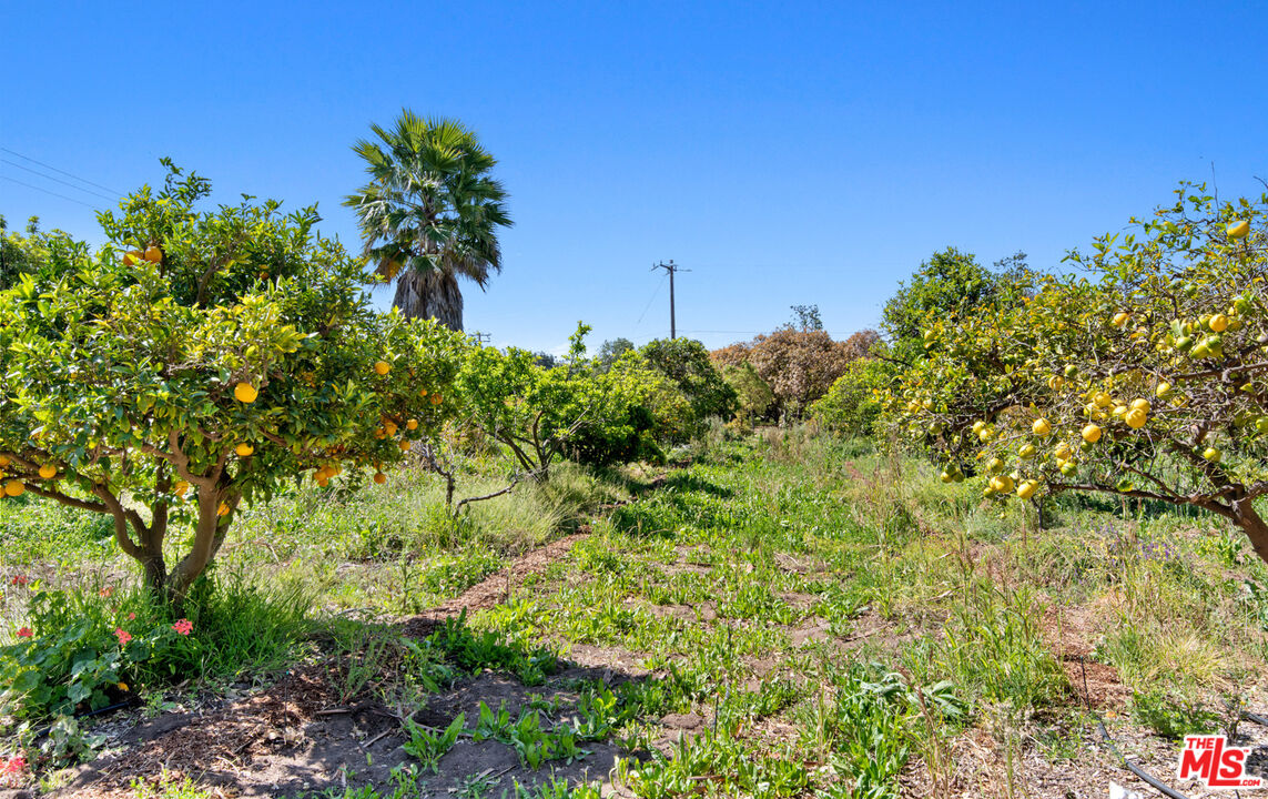 6009 Bonsall Drive Malibu, CA 90265 - Photo 23 of 49 a view of a garden