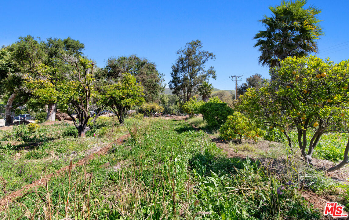 6009 Bonsall Drive Malibu, CA 90265 - Photo 24 of 49 a view of a lush green forest