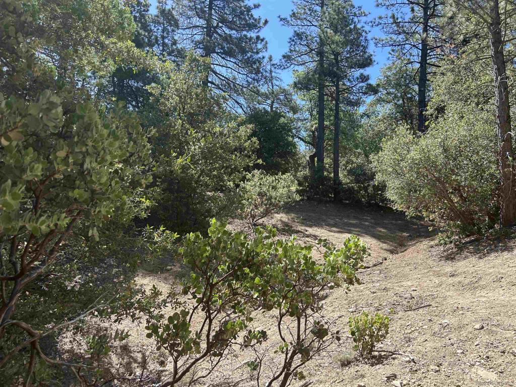 8 Saunders Meadow Road Idyllwild, CA 92549 - Photo 11 of 12