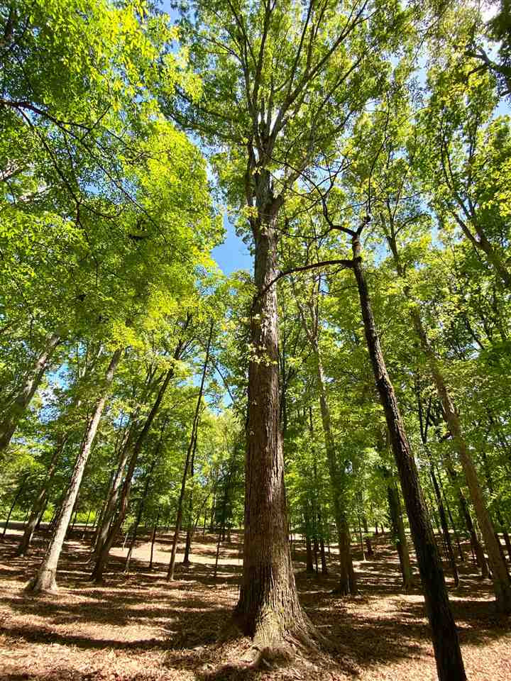 East Franklin Street Carthage, MS 39051 - Photo 24 of 24 Photo 27