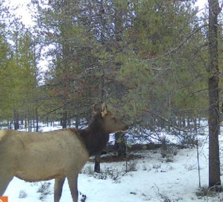 15600 Deedon Lane La Pine, OR 97739 - Photo 7 of 10 Trail Cam Wildlife Pics