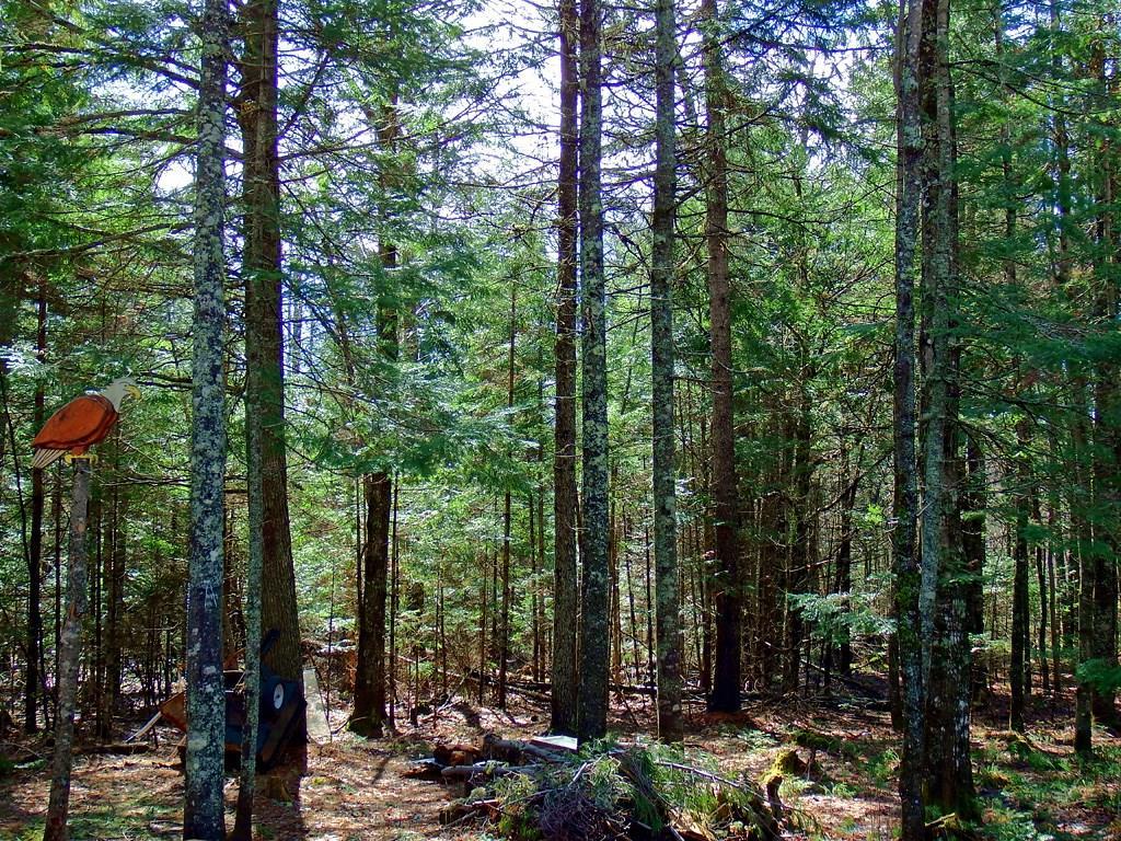 786 Estabrook Road Amity, ME 04471 - Photo 10 of 31 Photo