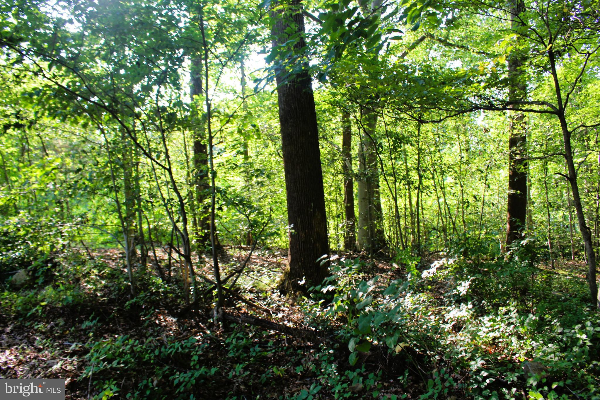Mandeville Road Joppa, MD 21085 - Photo 3 of 10 Wooded area in the center of lot