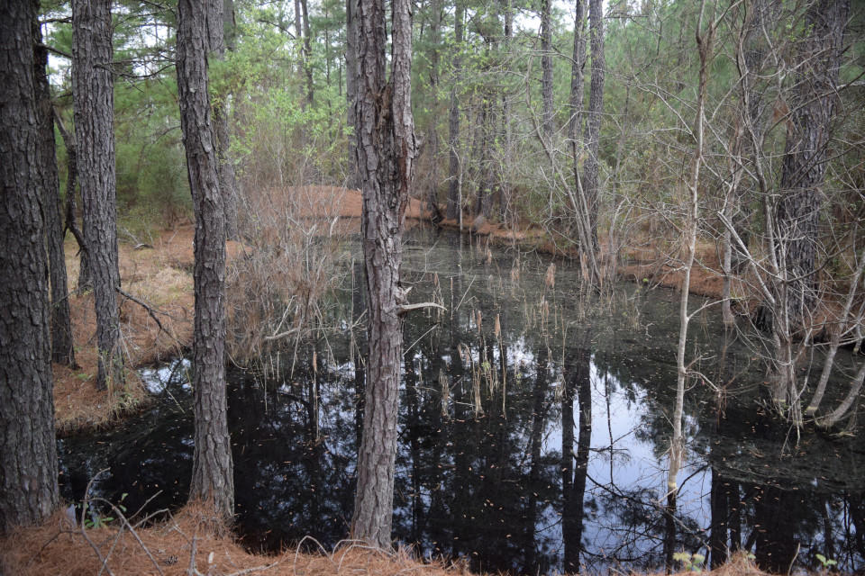 0 Sc-402 Moncks Corner, SC 29461 - Photo 3 of 4 DSC_0009