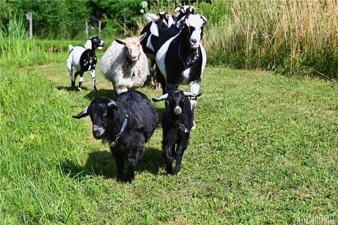 6561 Gulick Road South Bristol, NY 14512 - Photo 46 of 50